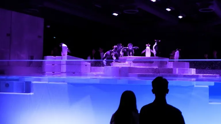 Nighttime Love Fortune