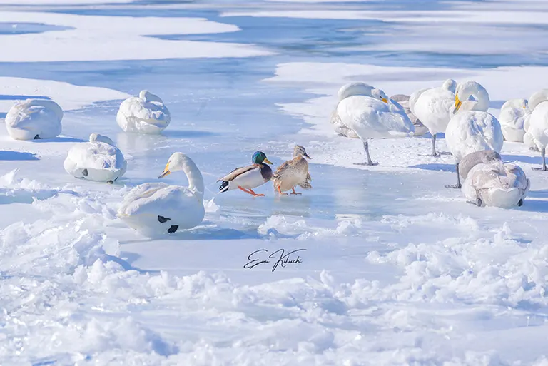 @emin_kiss 发布的帖子