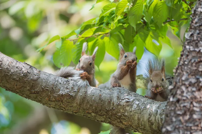 北海道の野生動物