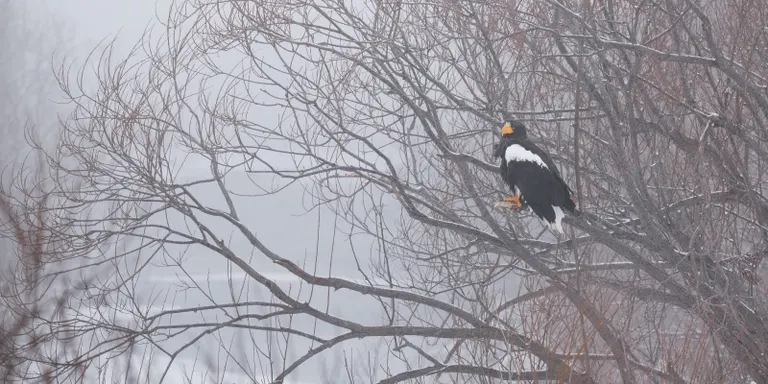 Steller's sea eagle