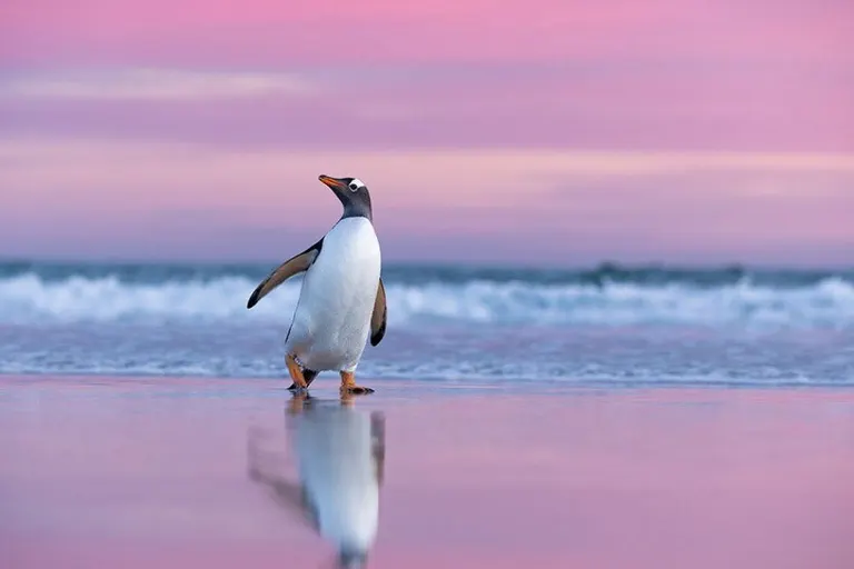 Penguin
