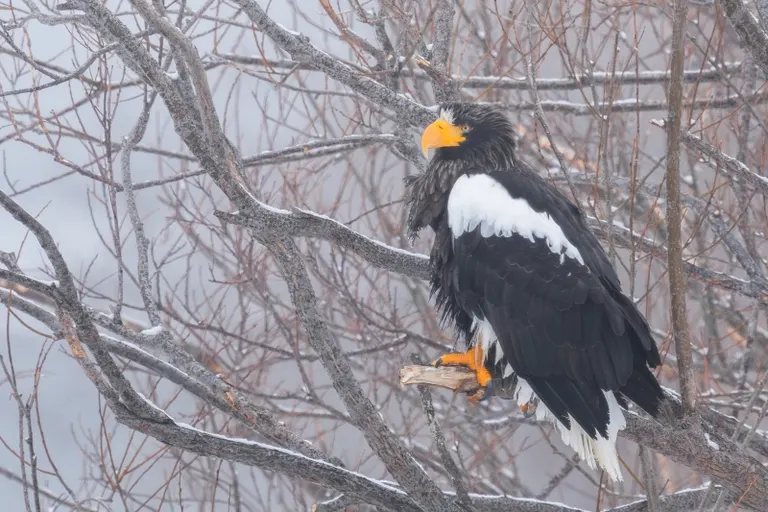 Steller's sea eagle