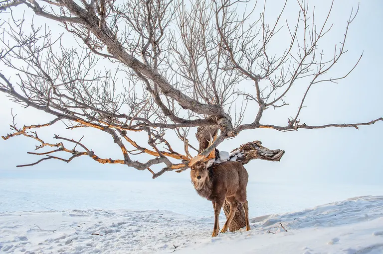 An Ezo sika deer on Hokkaido's Shiretoko Peninsula