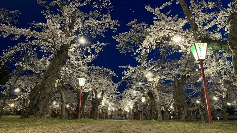 もりまち桜まつり