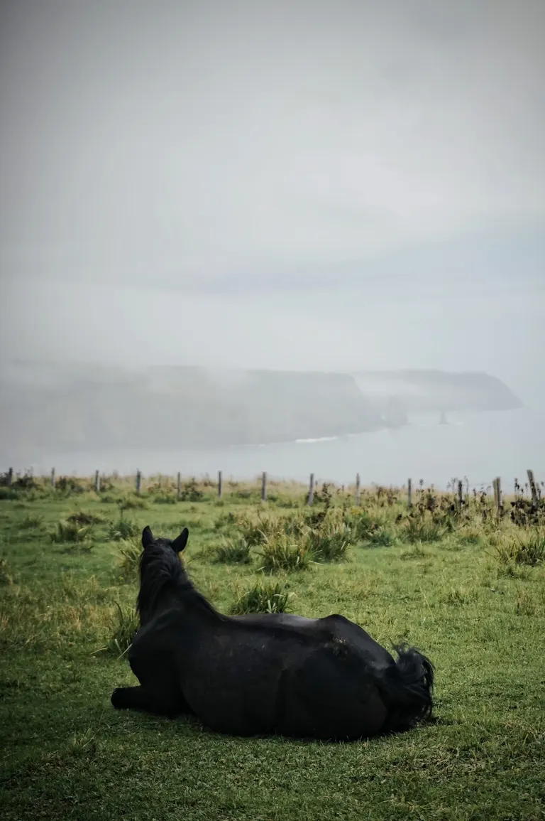 原生花园鸢尾原