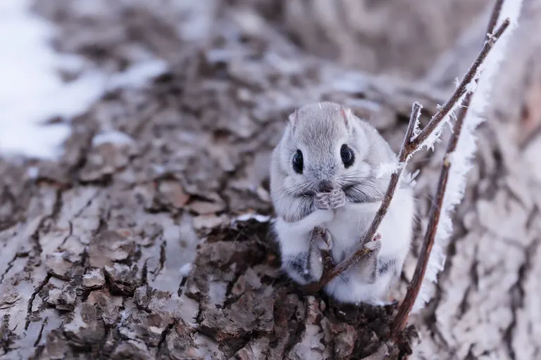 北海道の野生動物