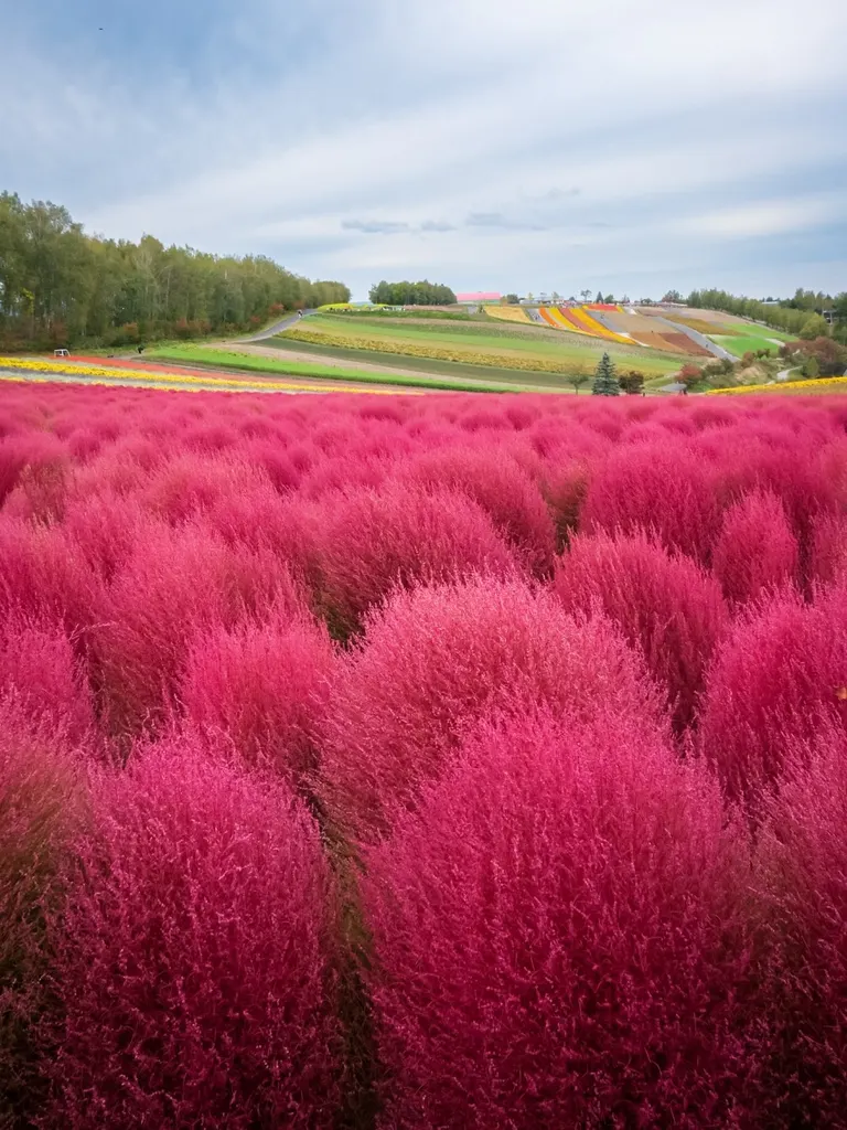 美瑛町　コキア