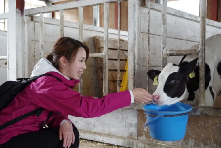 ushiyado エサやり体験