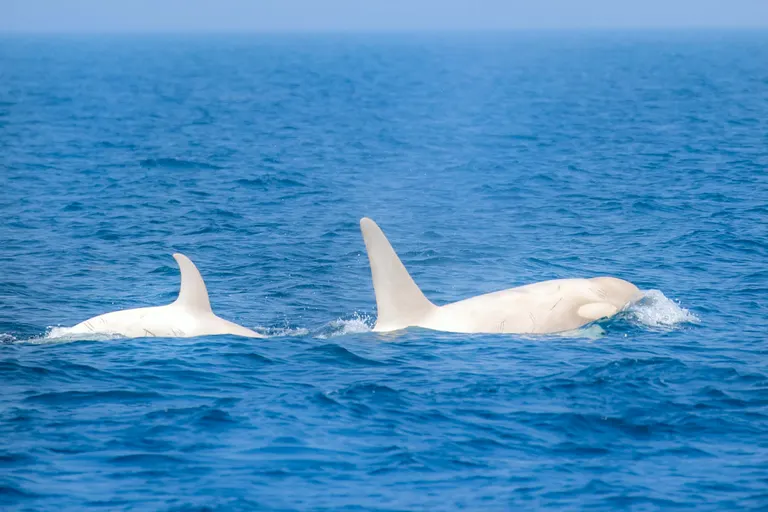 白色虎鲸
