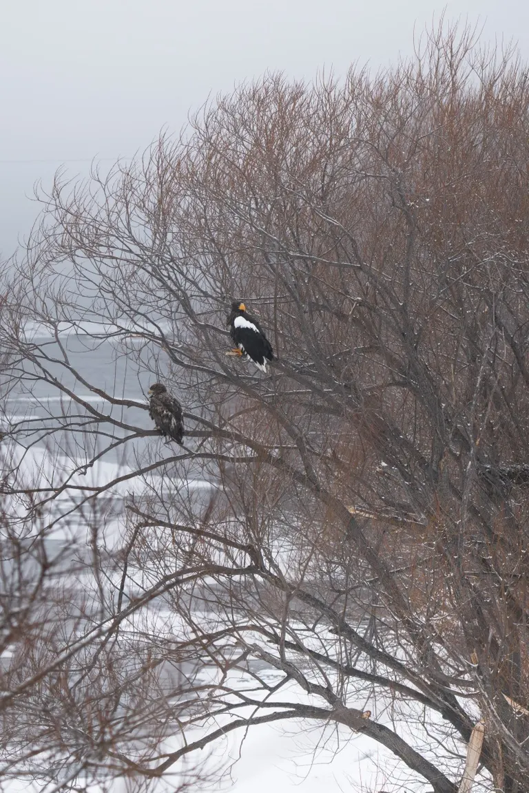 Steller's sea eagle