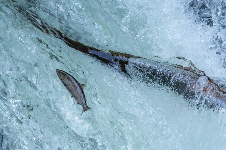 清里町樱花瀑布