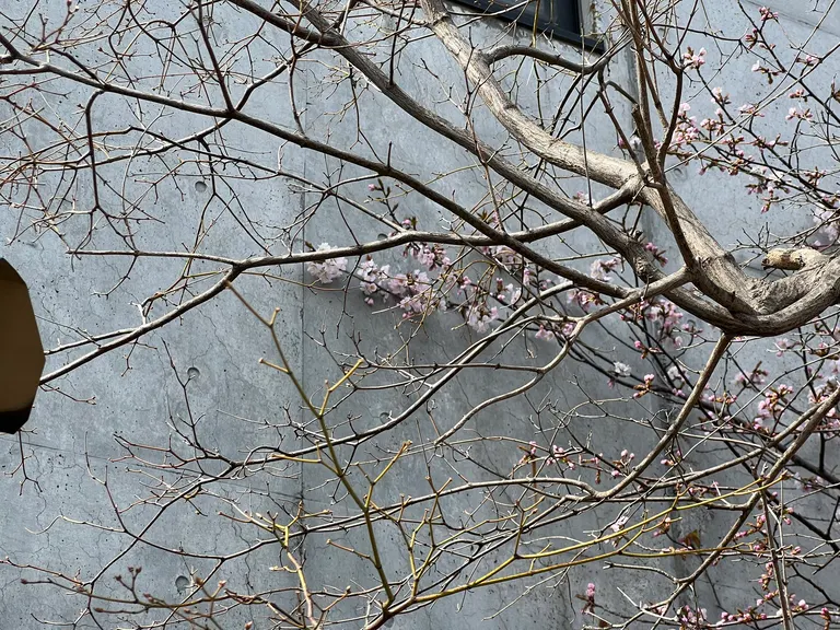Sapporo's earliest cherry blossom