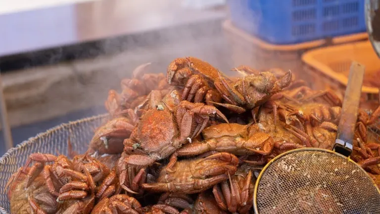 Spring Crab Battle in Abashiri