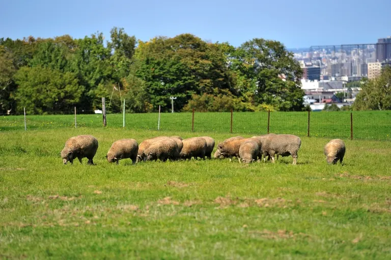 羊ヶ丘展望台 ゴールデンウィーク