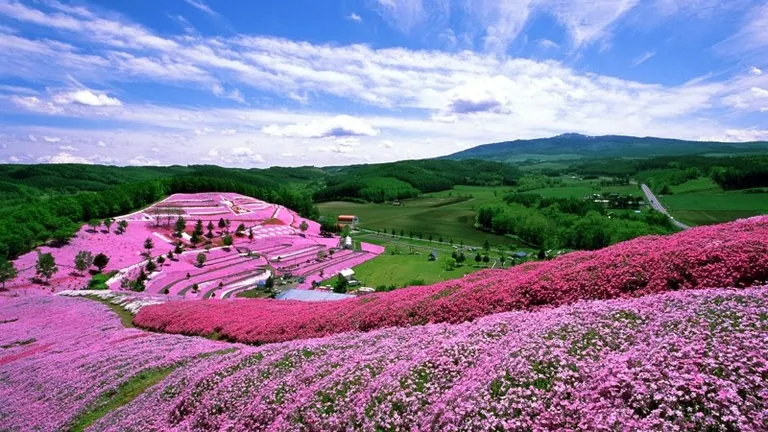 Higashimokoto Moss Phlox Festival
