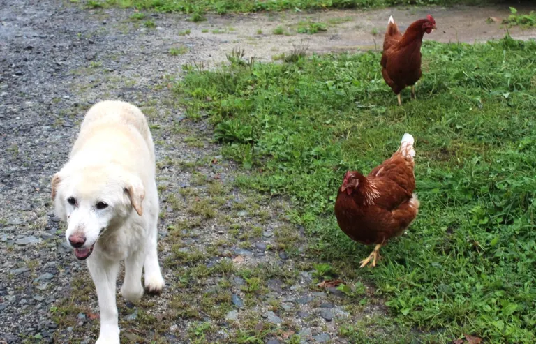 きたごりんファーム