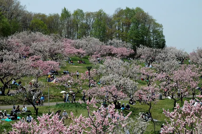 ひらおか梅まつり