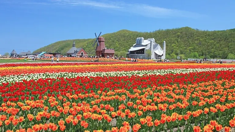 Yubetsu Tulip Fair