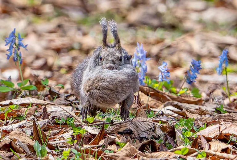 Spring in Hokkaido and an Ezo squirrel