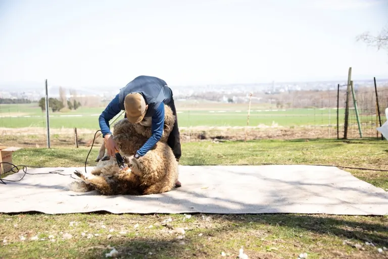 羊ヶ丘展望台 ゴールデンウィーク