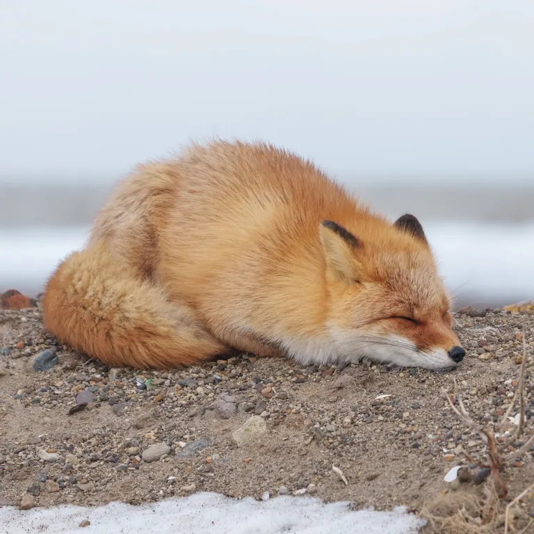 A Kita kitsune in Hokkaido