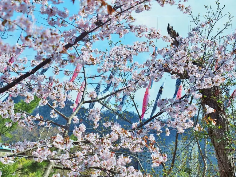 定山溪温泉溪流鲤鱼旗节