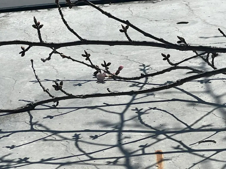 Sapporo's earliest cherry blossom