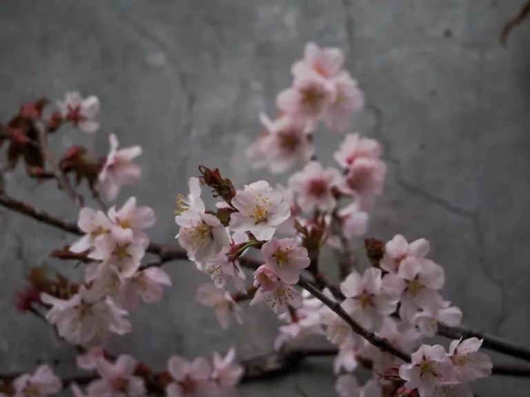 Sapporo's earliest cherry blossom