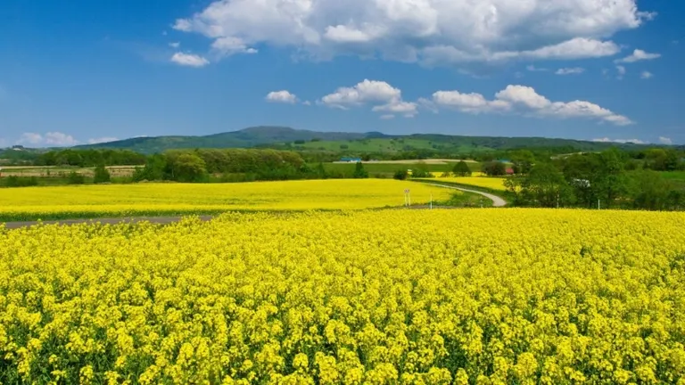 Takikawa Canola Flower Festival