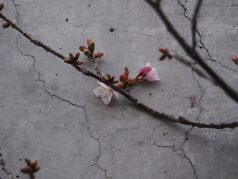 Sapporo's earliest cherry blossom