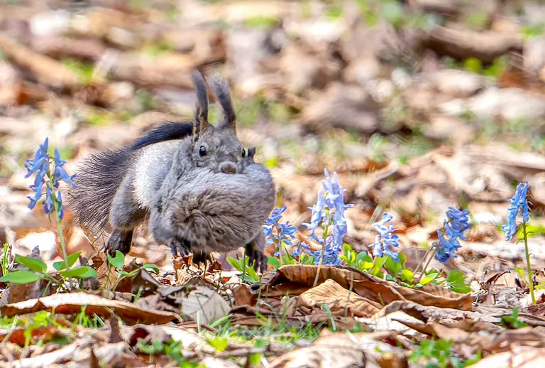 Spring in Hokkaido and an Ezo squirrel