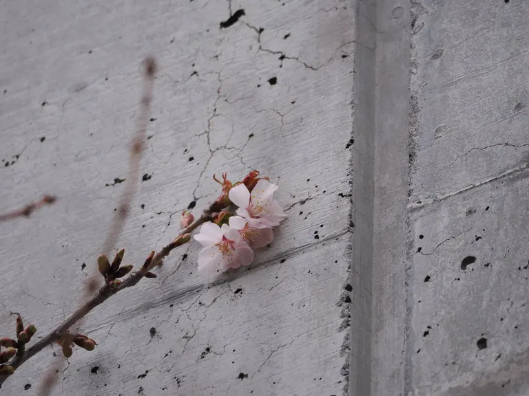 Sapporo's earliest cherry blossom
