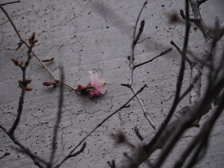 Sapporo's earliest cherry blossom