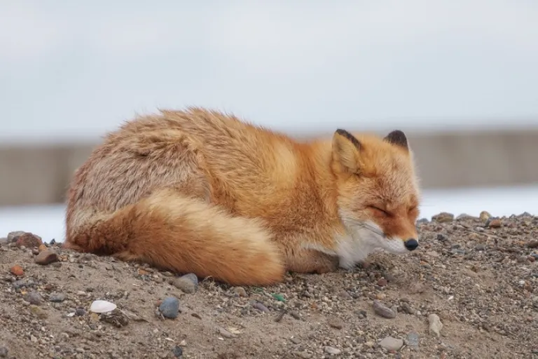 A Kita kitsune in Hokkaido