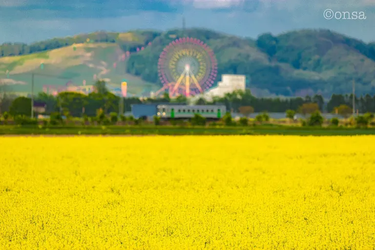 油菜花田