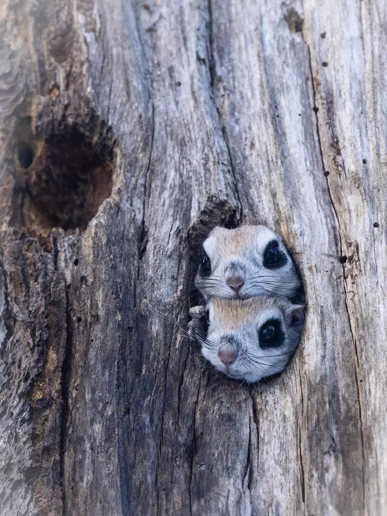Ezo momonga in Eastern Hokkaido