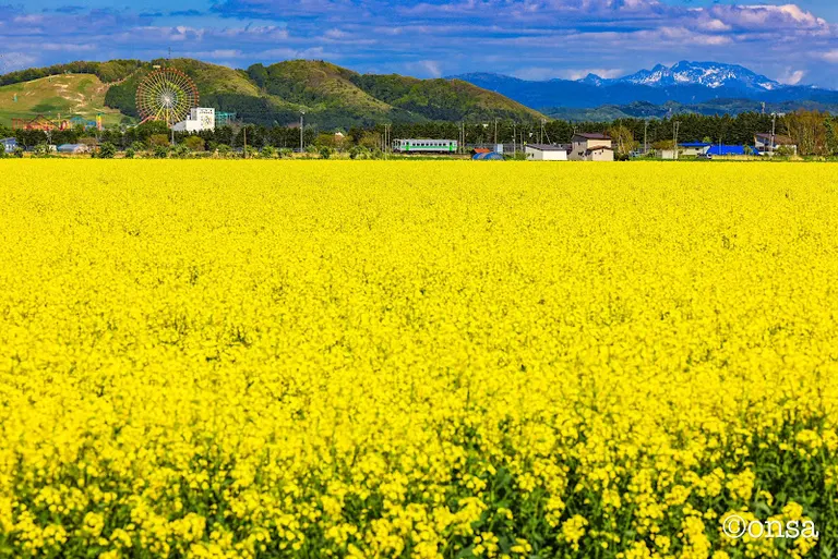 油菜花田