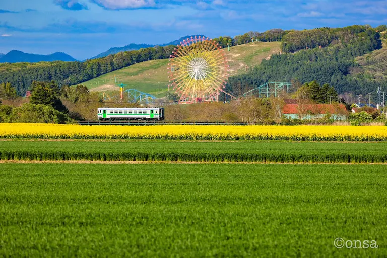 油菜花田