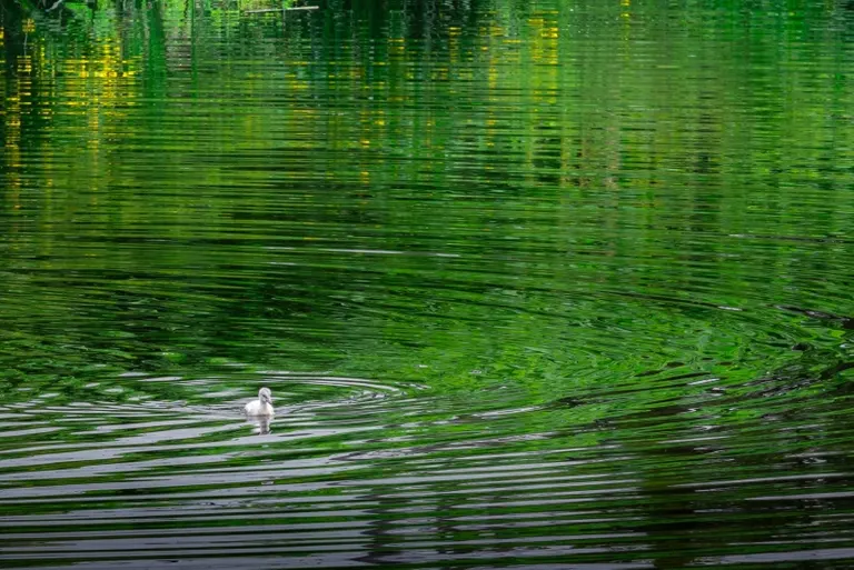 Swan