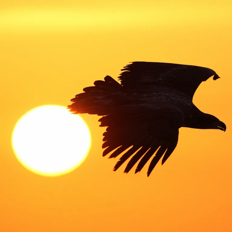 A white-tailed eagle