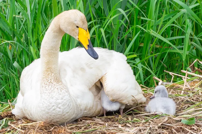Swan