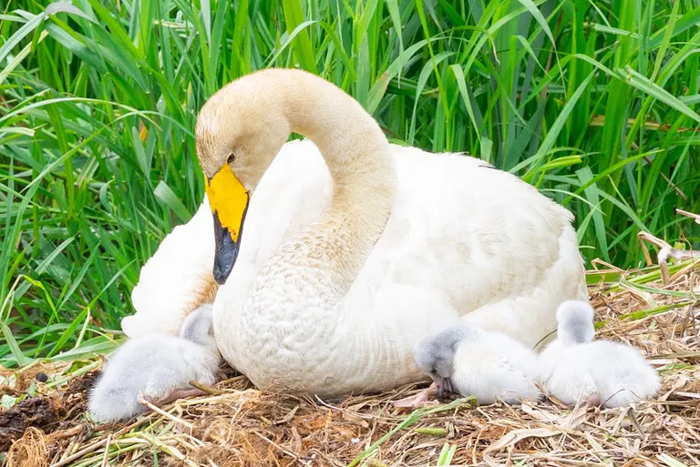 Swan
