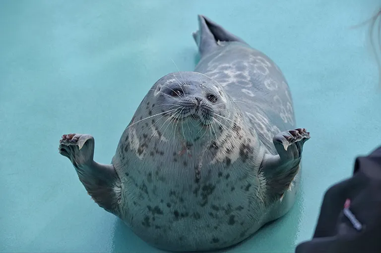 ましろ