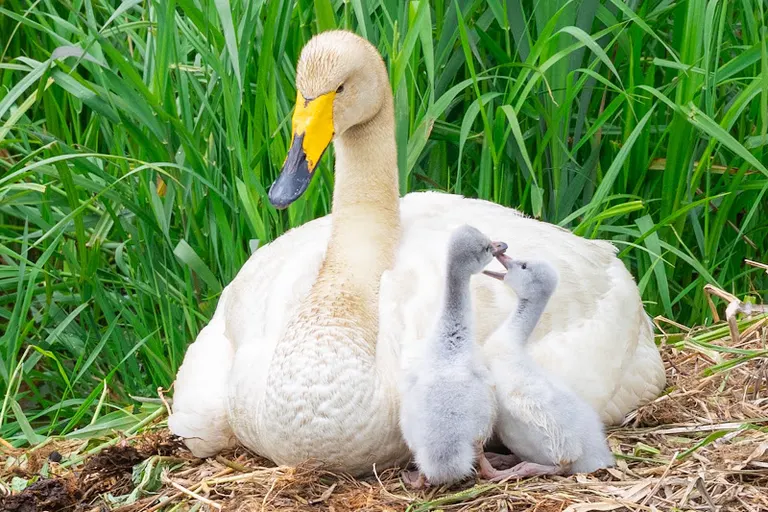 Swan