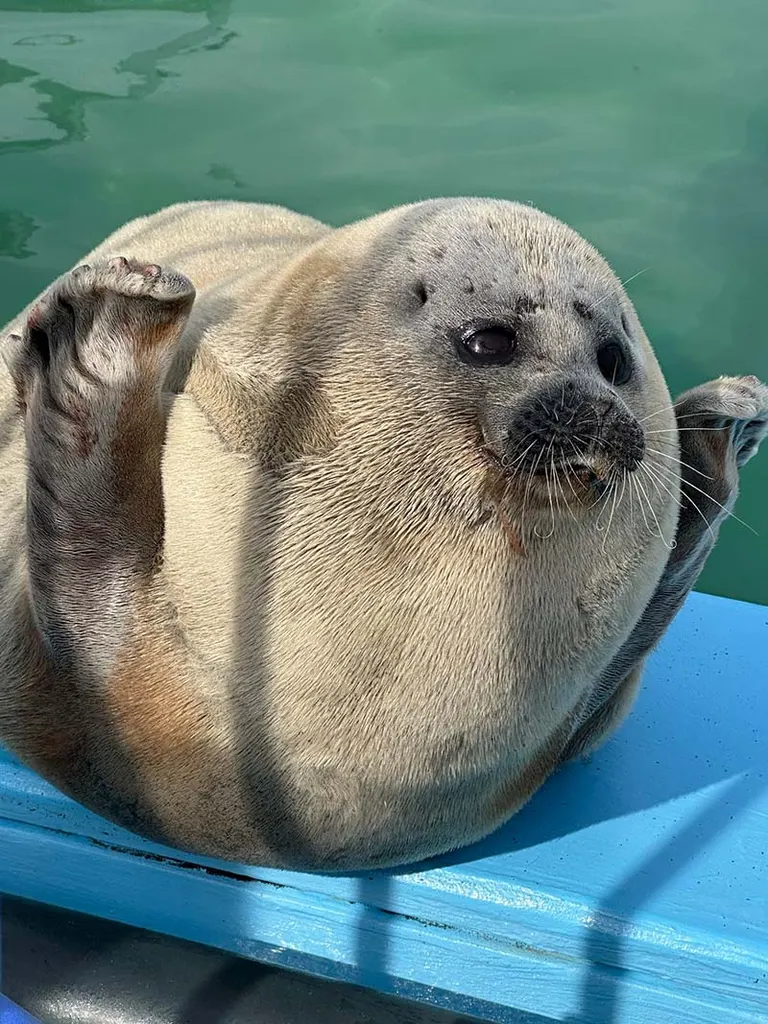 ましろ