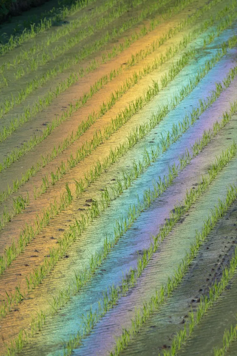 田んぼの水面に浮かぶ虹