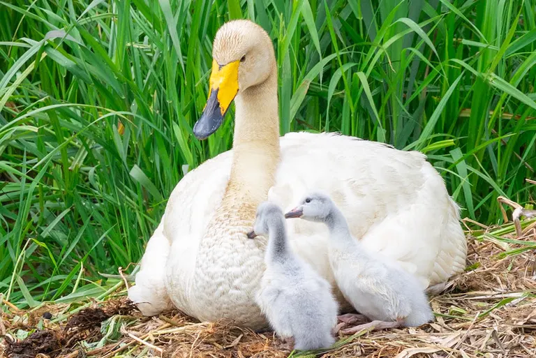 Swan