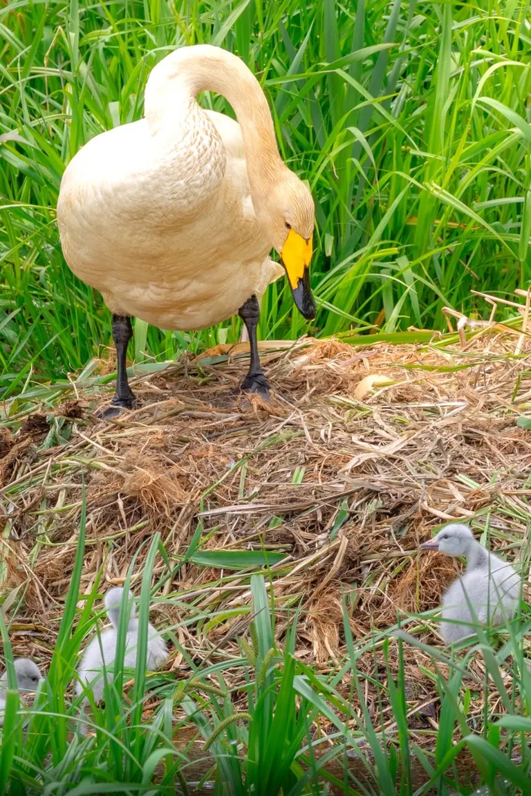 Swan