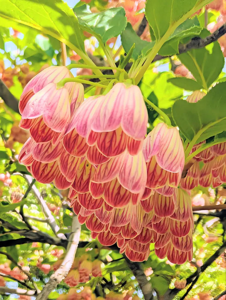 Sarasa Dodan (Redvein Enkianthus)