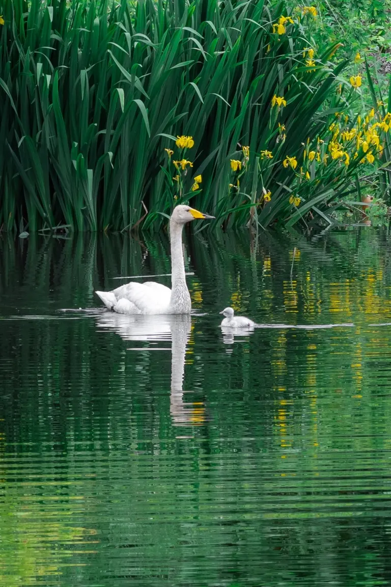 Swan